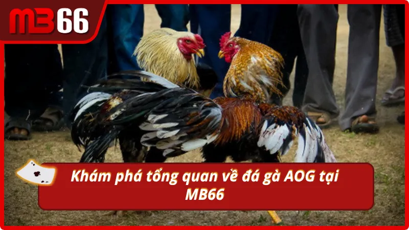 Tổng quan về đá gà tại MB66