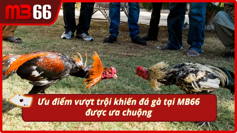 Lý do mà MB66 luôn được lựa chọn