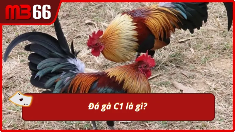 Giới thiệu giải đấu đá gà C1 cơ bản