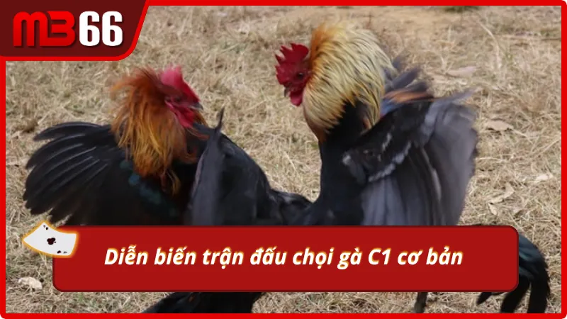 Nguyên tắc thi đấu đá gà trực tiếp C1 anh em cần hiểu rõ