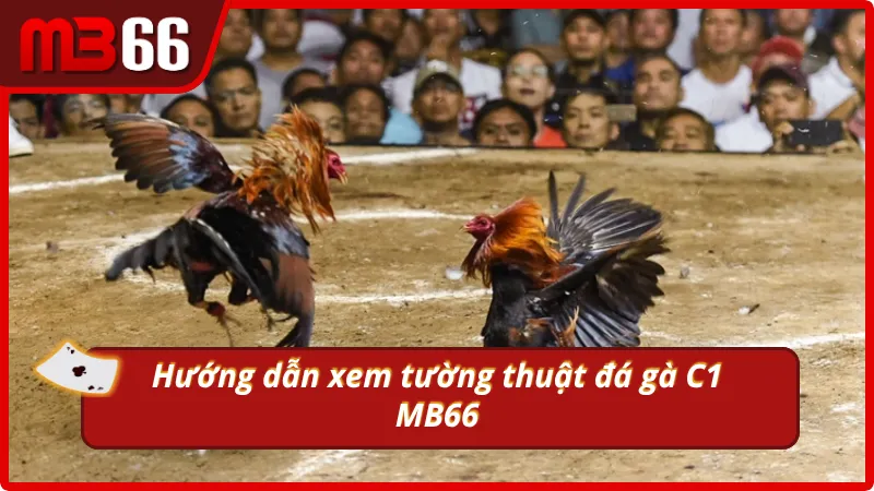MB66 - nhà cái tổ chức cá cược chọi gà uy tín top đầu hiện nay