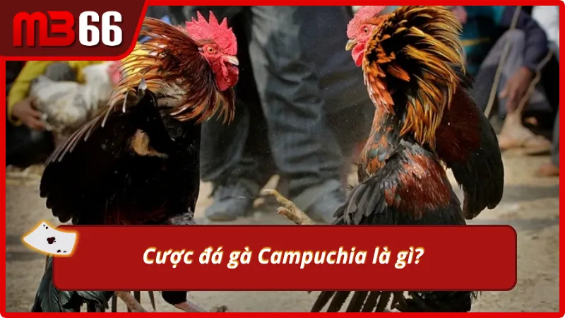 Bộ môn chọi gà Campuchia có gì đặc biệt?