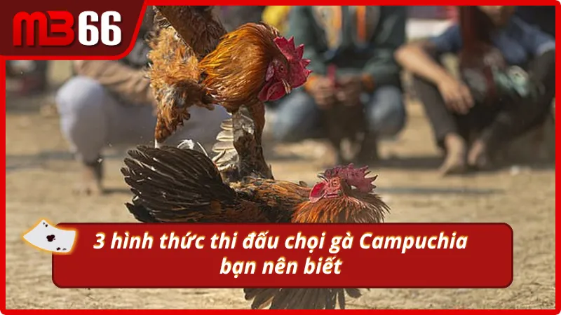3 hình thức thi đấu đá gà Campuchia bạn nên biết