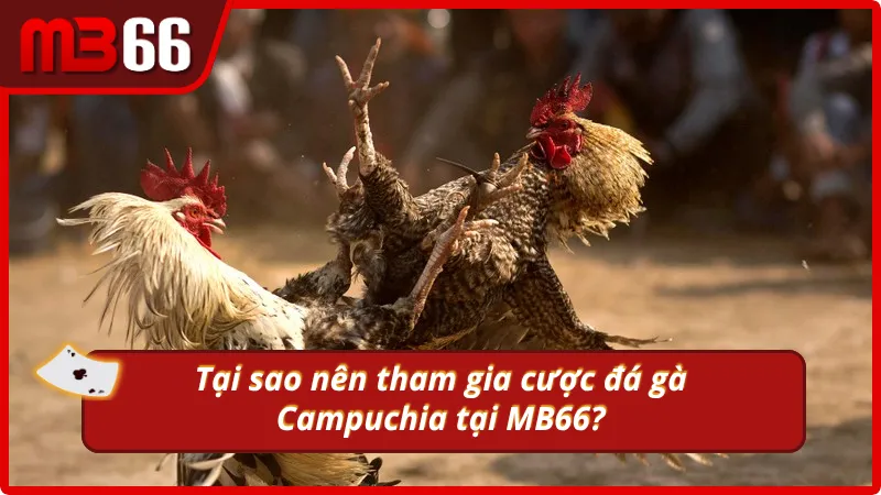 MB66 - nhà cái cá cược đá gà Campuchia uy tín nhất Châu Á.