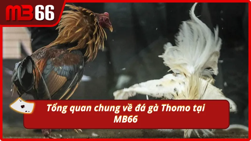 Khám phá đá gà tại MB66