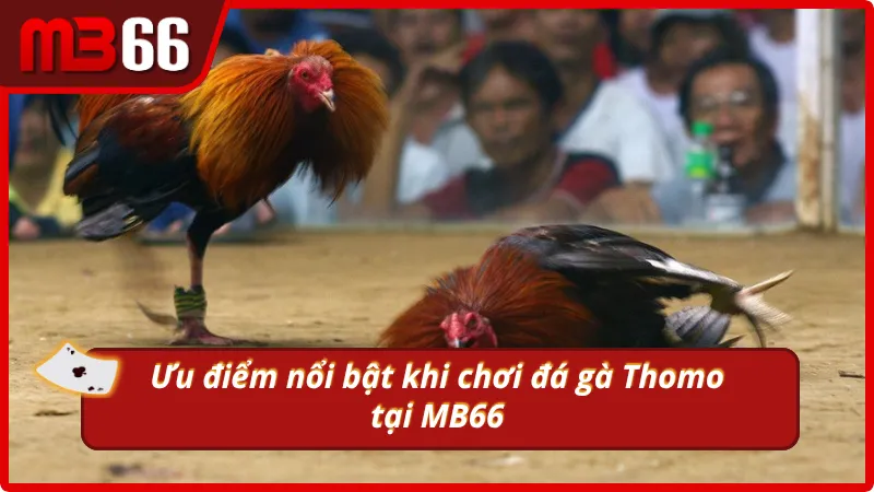 Lý do đá gà tại MB66 luôn được ưa chuộng